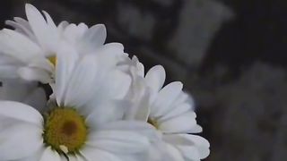 Video 65 2