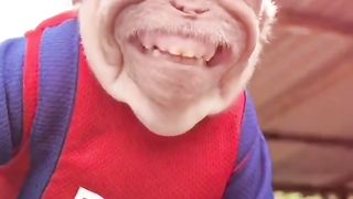 Mongkey funny