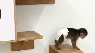Funny video cat and monkey