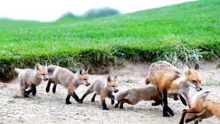 Red Fox Family