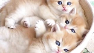 crazy kittens