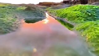 Looking at the world from the perspective of ants