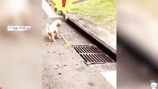 Funny Animal Video 5