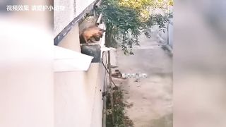 Funny Animal Video02