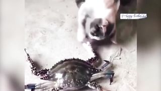 Funny Animal Video03