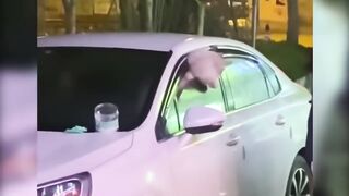Funny Animal Video05