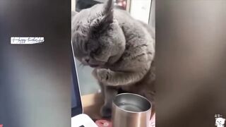 Funny Animal Video07