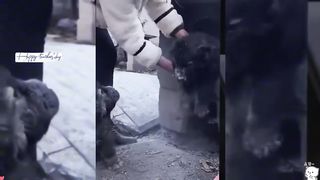 Funny Animal Video06