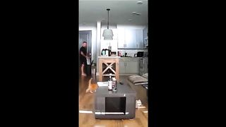 Try Not To Laugh Dogs And Cats ???? - Best Funniest Animals Video 2023 5