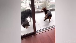 Funny Dogs And Cats Videos 2023 ???????? Best Funniest Animal Videos Of The Month ????????