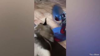 He belongs to me ???????? Funny Dogs 2023 - You laugh you lose????