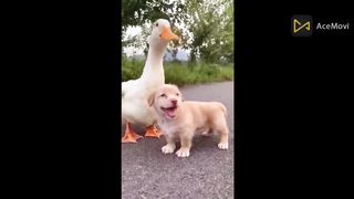 pets lovers