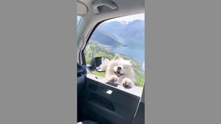 funny dogs 8