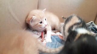 bébé chat