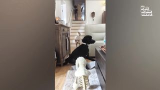 FUNNIEST Pet Fails! ???? ???? | Best Compilation 2023