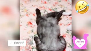 Vidéo Betisier Drôle de Chat et Chien