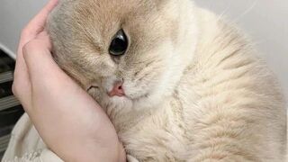 Try Not To Laugh ???? Funniest Cats and Dogs 2023 ???????? 3