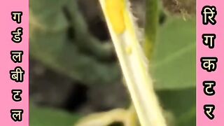 How to protect soybean crop from girdle beetle pest