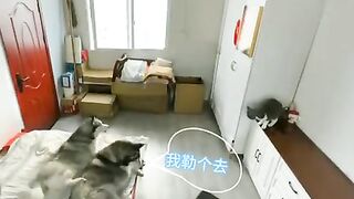 ???? Funny | "Mission Impawsible: The Revenge of Catrina" - Feline Espionage | FunFM
