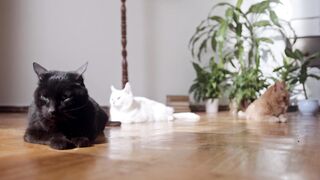 3 cute cats video