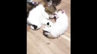 Cute Dogs and Cats Compilation 2018 #26