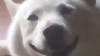 A dog making a pleasant face