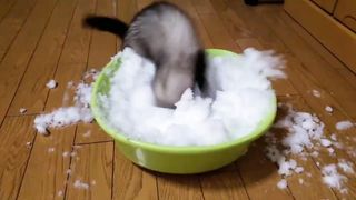 Small animals excited to see the snow