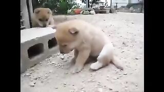 Puppy surprised by hard pillow