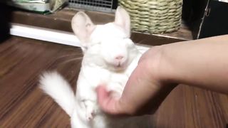 Chinchilla making a pleasant face