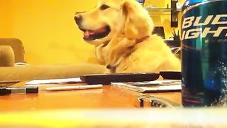 A dog that becomes expressionless when you stop playing guitar