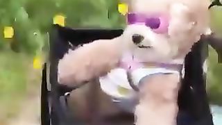 Driving Dogs