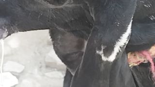 Asi maraiz jis me Bakri mar jati hai