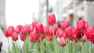 Red rose Flowers