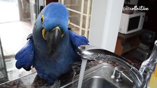 Funniest Birds Around the World 2