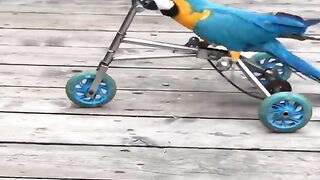 Baby Animals ???? Funny Parrots and Cute Birds Compilation 2