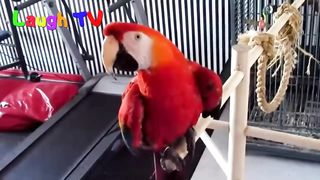 Funny Parrot - A Cute Funny Parrots Talking Videos Compilation