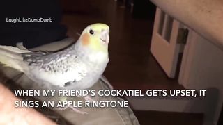 Parrots & Cockatiels Singing Hit Songs FUNNY BIRDS COMPLILATION