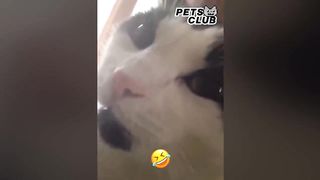 Little Dogs Said "Mama" - Funny Parrots Speaking English