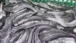 how to sort catfish