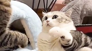 funny vidio 4