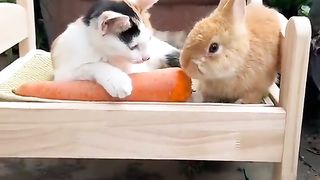 funny vidio 5