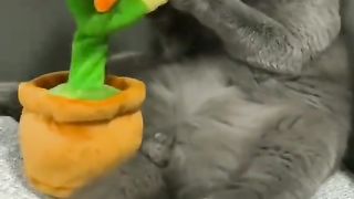 funny vidio 6