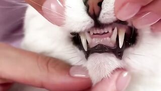 How to brush cat's teeth