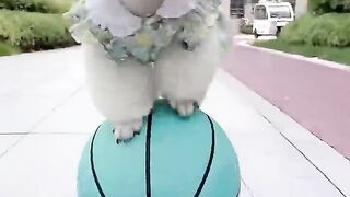 A genius Puppy