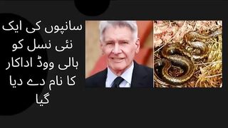 New snake species named after star |Actor Harrison Ford | Scientists name new snake species