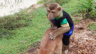smart monkey