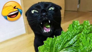 Most Viral Funny Animals Of 2023