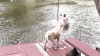 Dogs (Buster & Jazz) panic when owner swings out and falls into lake, then swim out to rescue him..