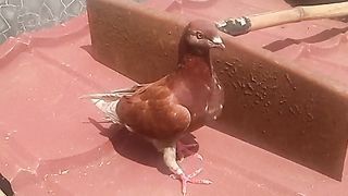 Animal lovers 582