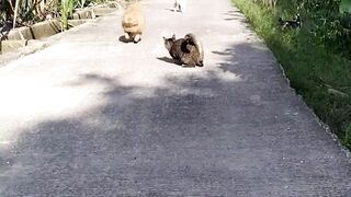 the cuteness of the cat running fast